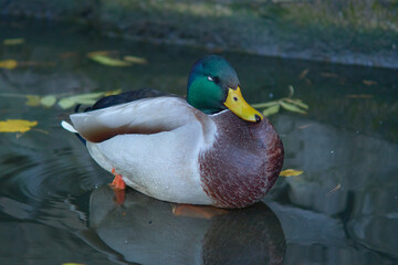 duckling Perched on Rock in the water