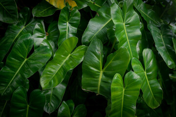 Leaves background Leaves in the tropical rainforest of Asia in the tropics.