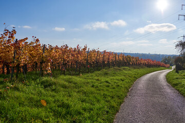 Picturesque Autumn Vineyard Road: Scenic European Wine Country Landscape at Sunset. Golden Foliage, Blue Sky, Sunbeams Illuminate Rolling Hills Along Neckar River in Germany, Tuscan Countryside