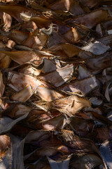 A tapestry of dried leaves illuminated by gentle sunlight on a forest floor during early morning hours