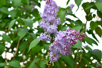 a cluster of purple lilac flowers on the branch with green leaves 