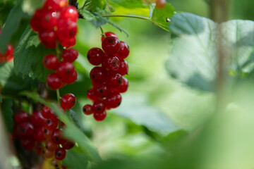 Freshly Picked Blueberries Ready for Harvest: Natures Sweet Delight.