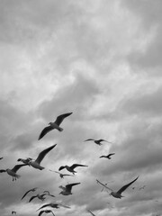 flying seagulls in the sky, cloudy sky, free birds, black and white picture