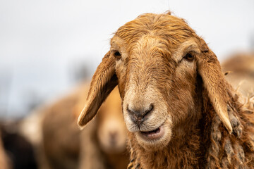 Fototapeta premium sheep's head close-up. herd of sheep are grazing in a field. The sheep are all different colors and sizes. Some are brown and white, while others are white and brown. the field