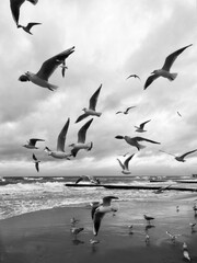 flying seagulls in the sky, cloudy sky, free birds, black and white picture