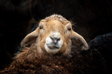 Fototapeta premium sheep's head close-up. herd of sheep are grazing in a field. The sheep are all different colors and sizes. Some are brown and white, while others are white and brown. the field