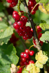 Freshly Picked Blueberries Ready for Harvest: Natures Sweet Delight.