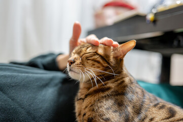 撫でられる猫（ベンガルキャット）