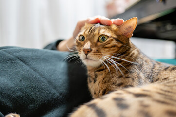 撫でられる猫（ベンガルキャット）