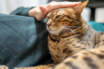撫でられる猫（ベンガルキャット）