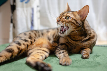怒る猫（ベンガルキャット）