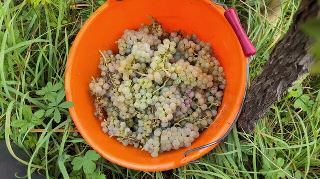 Riesling grape harvesting. Crates of freshly picked Riesling grapes pouring to the large yellow can.