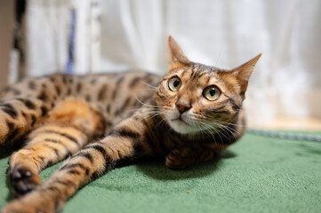 怒る猫（ベンガルキャット）