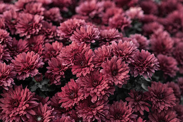 bunch of red chrysanthemums, Chrysanthemum flower pattern in a flower garden Clusters of chrysanthemums.