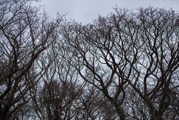 원시림의 앙상한 나뭇가지