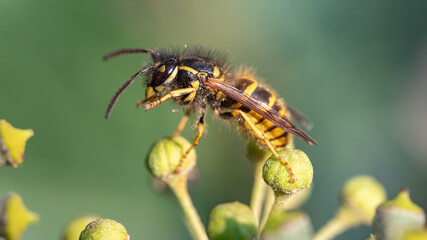 yellow wasp on a leaf