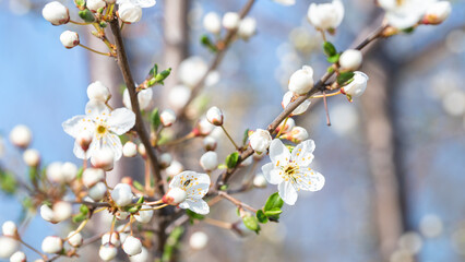 cherry blossom in spring with flowers