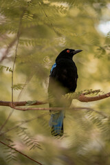 black winged paradise bird