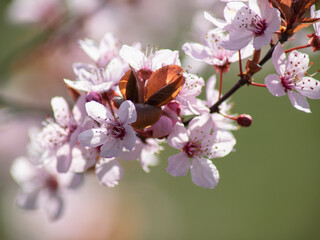 cherry blossom in spring sunset