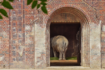 elephant is in the house