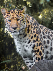 close up portrait of a leopard