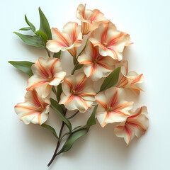 Dendrobium Orchids flowers  Isolated on white background.