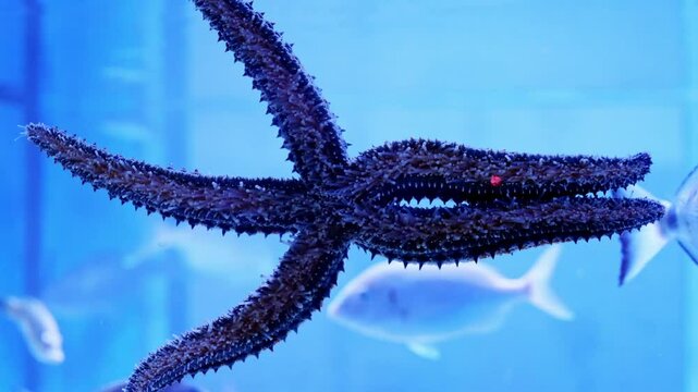 Spiny sea star clings to aquarium glass as a white seabream swims past