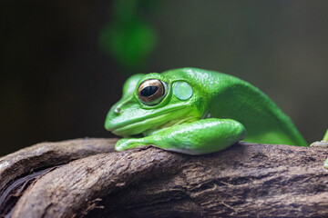 green frog on a tree