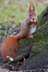 squirrel in the forest