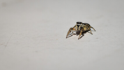 little spider on a white background