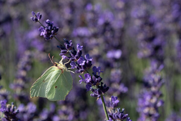 butterfly on lavender flowers