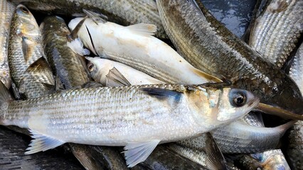 Live mullet fish in a box, successful fishing