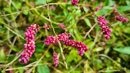 A plant with small pink flowers and bright greenery