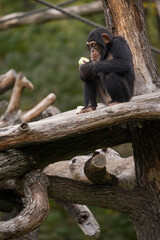 ape eating on a tree