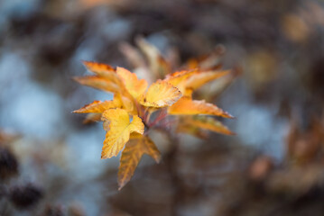 Suche kwiaty Pęcherznica kalinolistna (Physocarpus opulifolius) w mrozie o świcie