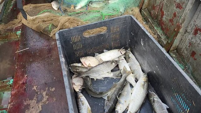 Live mullet fish in a box, successful fishing