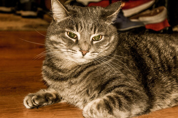 gray cat lies on the floor
