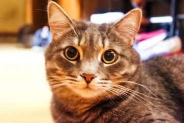 gray cat with big eyes