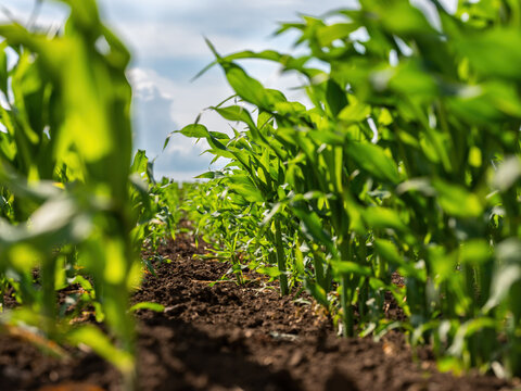Low angle view of a vibrant corn field showcasing lush green agriculture on a farm