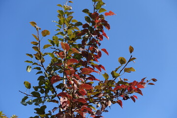 Azure blue sky and autumnal foliage of pear tree in October