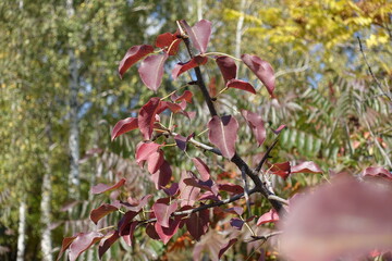 Thin branch of pear tree with autumnal foliage in October