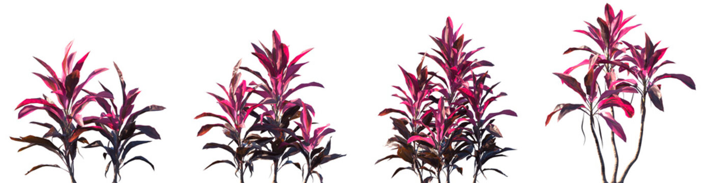 Set of Cordyline fruticosa (common names ti plant, palm lily, cabbage palm) palm-like plant frontal isolated png on a transparent background perfectly cutout high resolution