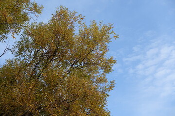 Sky and autumnal foliage of white willow in mid October