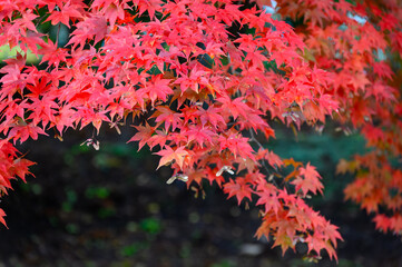 清川陣屋の真っ赤な紅葉