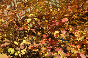 Bright and colorful autumnal foliage of Spiraea vanhouttei in October