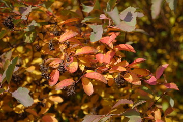Close shot of autumnal foliage of Spiraea vanhouttei in mid October