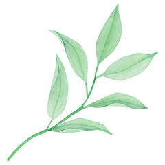 Watercolor green leaves, branch, hand-drawn, isolated on a white background. For scrapbooking, wedding design, invitation, other decor ideas.