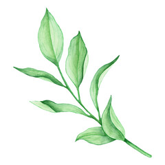 Watercolor green leaves, branch, hand-drawn, isolated on a white background. For scrapbooking, wedding design, invitation, other decor ideas.