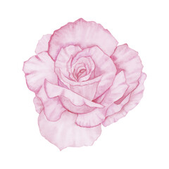 Watercolor pink rose, hand-drawn, isolated on a white background. For scrapbooking, wedding design, invitation, other decor ideas.