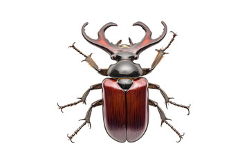 Stag Beetle Isolated on Transparent Background